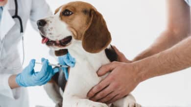 Why is Animal Birth Control not working properly?