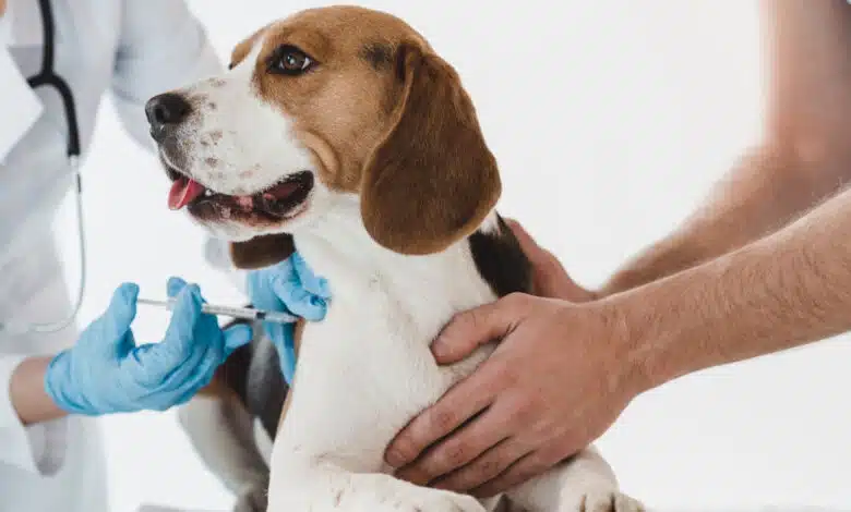 Why is Animal Birth Control not working properly?