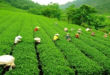 8-year-old girl raped and murdered in Assam tea garden, 1 arrested: Police