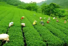 8-year-old girl raped and murdered in Assam tea garden, 1 arrested: Police