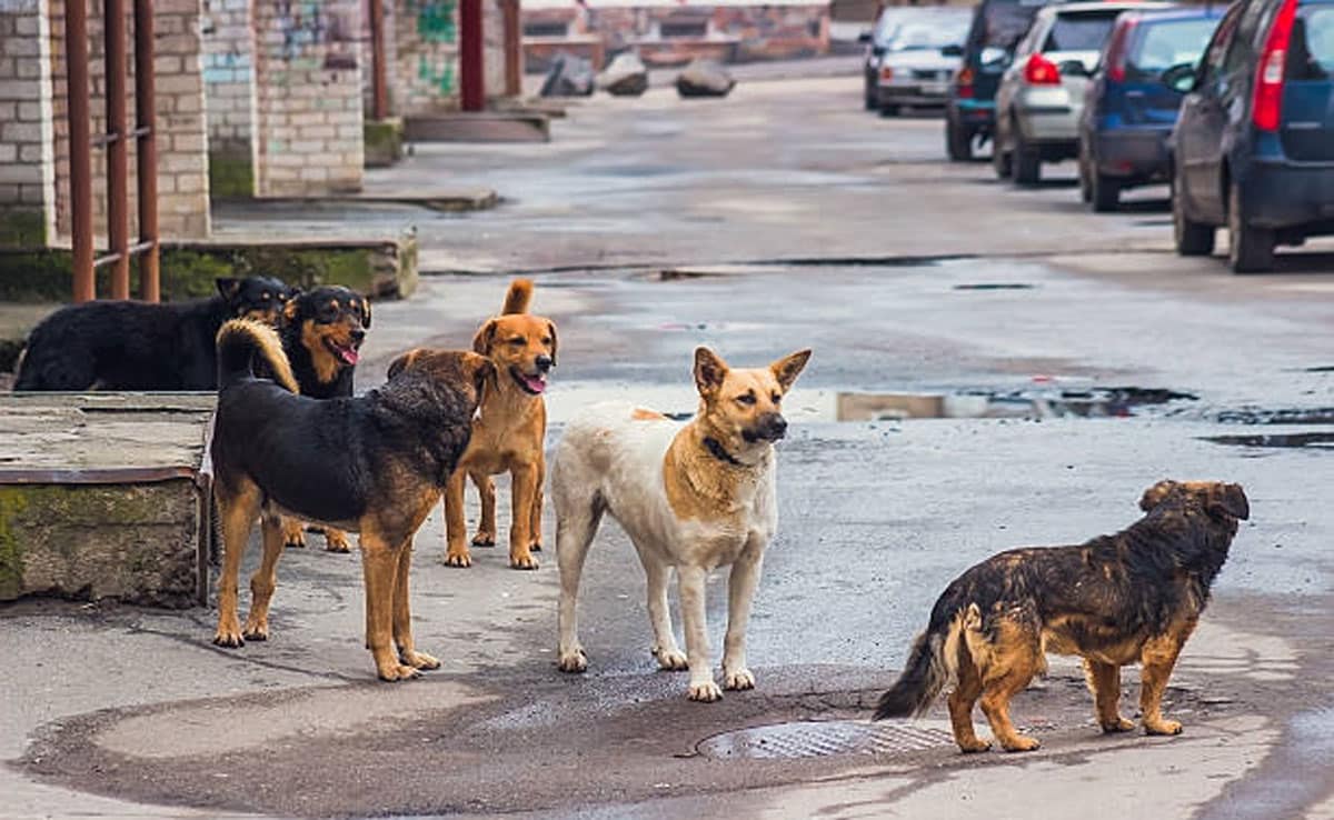 SC terms previous order banning abandonment of stray dogs as 'too harsh'