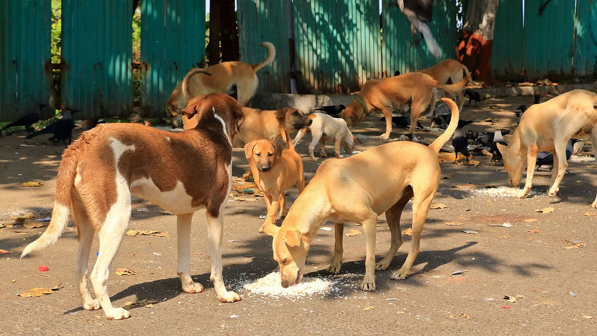 SC terms previous order banning abandonment of stray dogs as 'too harsh'