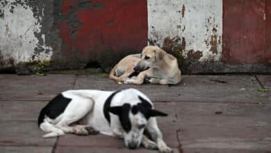 SC terms previous order banning abandonment of stray dogs as 'too harsh'