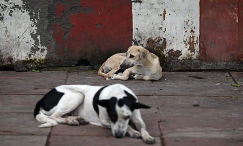 SC terms previous order banning abandonment of stray dogs as 'too harsh'