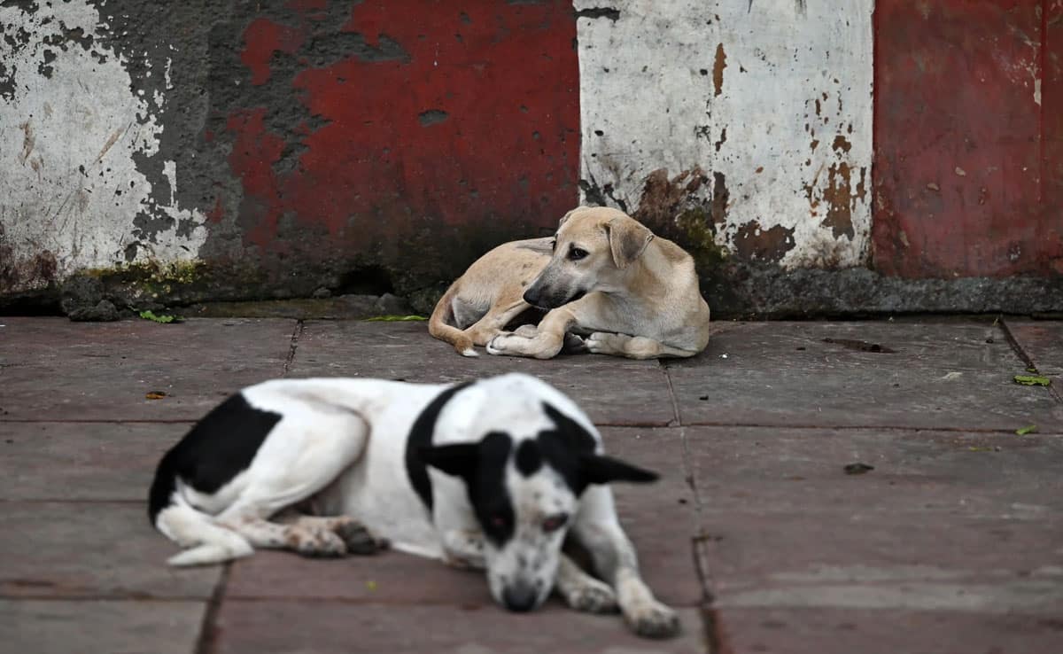 SC terms previous order banning abandonment of stray dogs as 'too harsh'