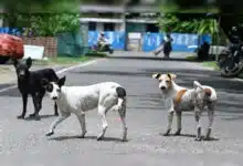 SC to review stray dog removal order today