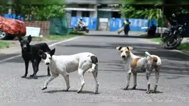 SC to review stray dog removal order today