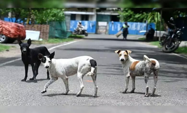 SC to review stray dog removal order today