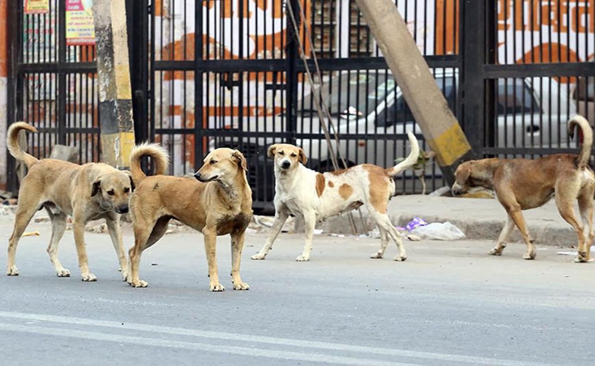 SC to review stray dog removal order today