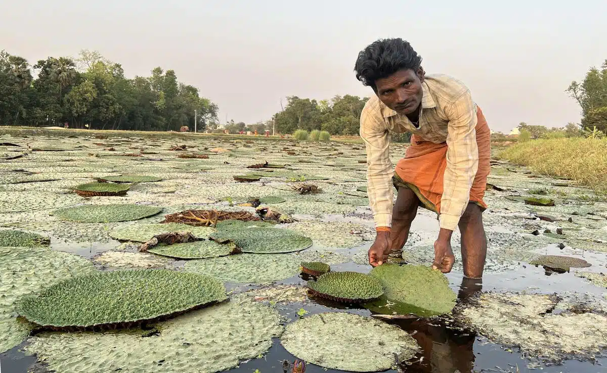 PM Modi will launch Makhana Board in Bihar today