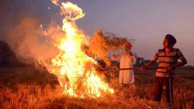 12 FIRs filed against farmers in Punjab for stubble burning, 48 fires in 5 days