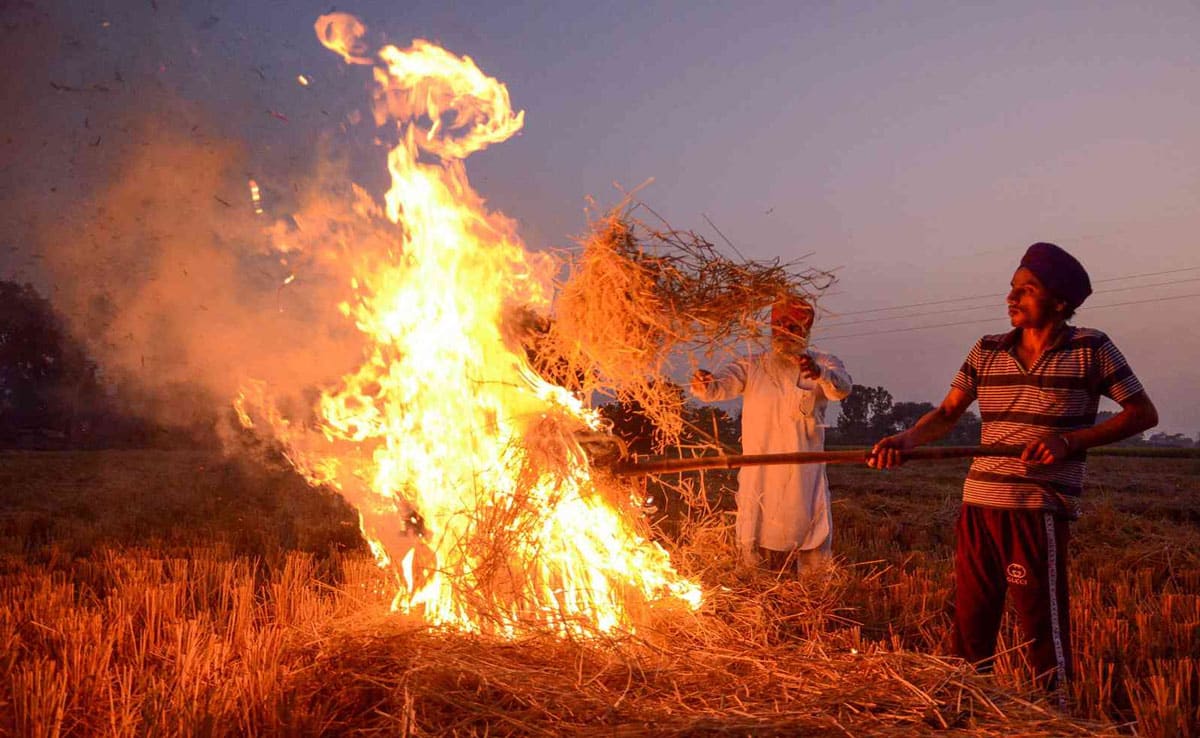 12 FIRs filed against farmers in Punjab for stubble burning, 48 fires in 5 days