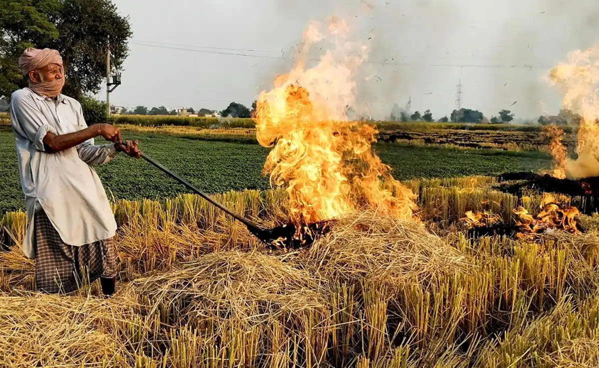 12 FIRs filed against farmers in Punjab for stubble burning, 48 fires in 5 days