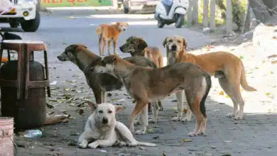 SC cracks down on stray dogs: States reprimanded for failing to submit action reports, says country's image has been damaged