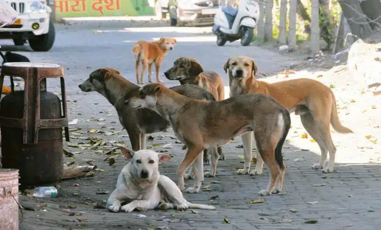 SC cracks down on stray dogs: States reprimanded for failing to submit action reports, says country's image has been damaged