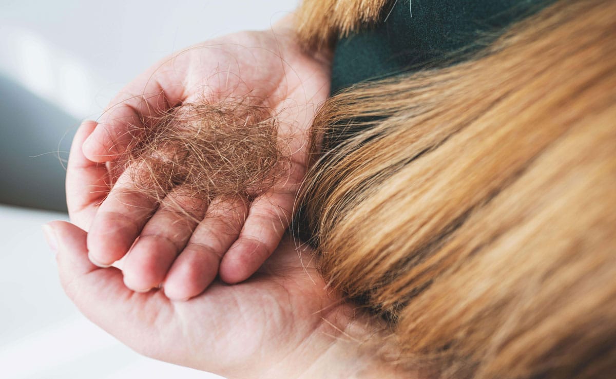 Why does your hair feel dry and lifeless in winter, and how to fix it naturally?