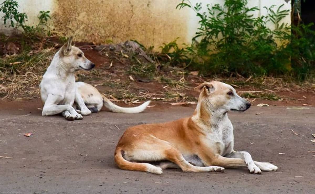 SC cracks down on stray dogs: States reprimanded for failing to submit action reports, says country's image has been damaged