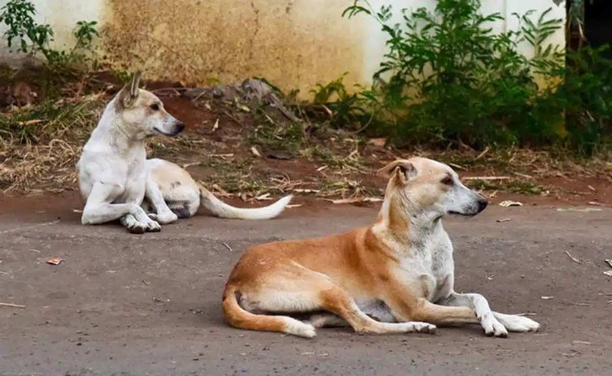 SC cracks down on stray dogs: States reprimanded for failing to submit action reports, says country's image has been damaged