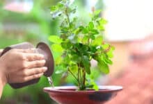 Why are Tulsi leaves not offered during some pujas? Learn the unspoken belief behind it.
