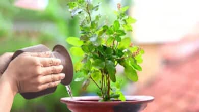 Why are Tulsi leaves not offered during some pujas? Learn the unspoken belief behind it.