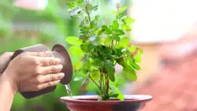 Why are Tulsi leaves not offered during some pujas? Learn the unspoken belief behind it.
