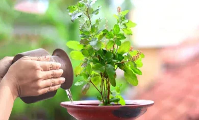 Why are Tulsi leaves not offered during some pujas? Learn the unspoken belief behind it.