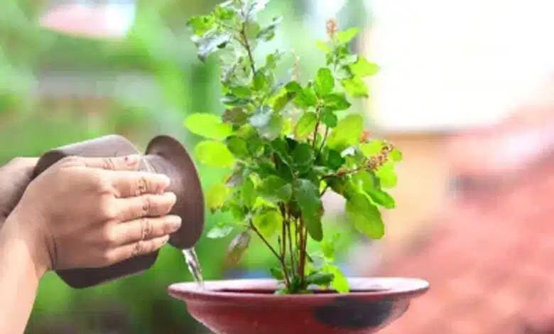 Why are Tulsi leaves not offered during some pujas? Learn the unspoken belief behind it.