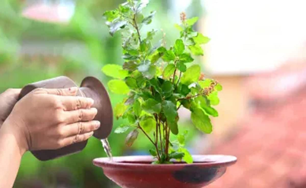 Why are Tulsi leaves not offered during some pujas? Learn the unspoken belief behind it.