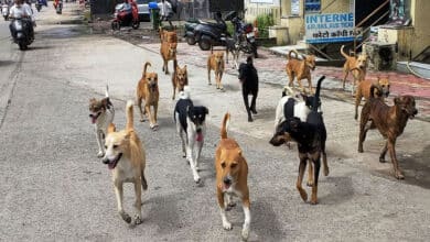 The Supreme Court directed the removal of stray animals from railway stations and highways.