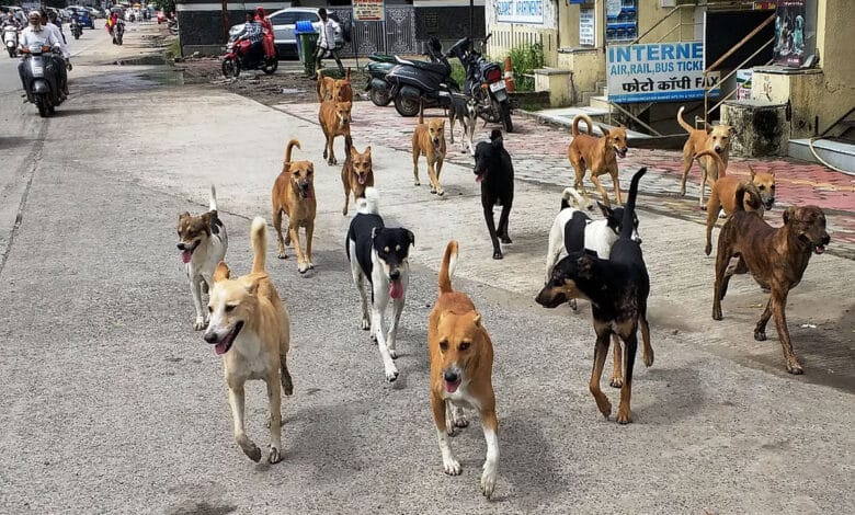 The Supreme Court directed the removal of stray animals from railway stations and highways.