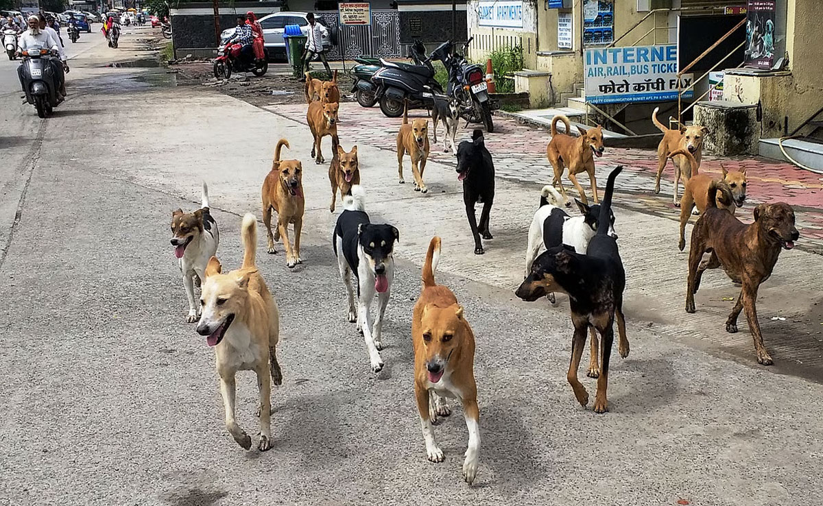 The Supreme Court directed the removal of stray animals from railway stations and highways.