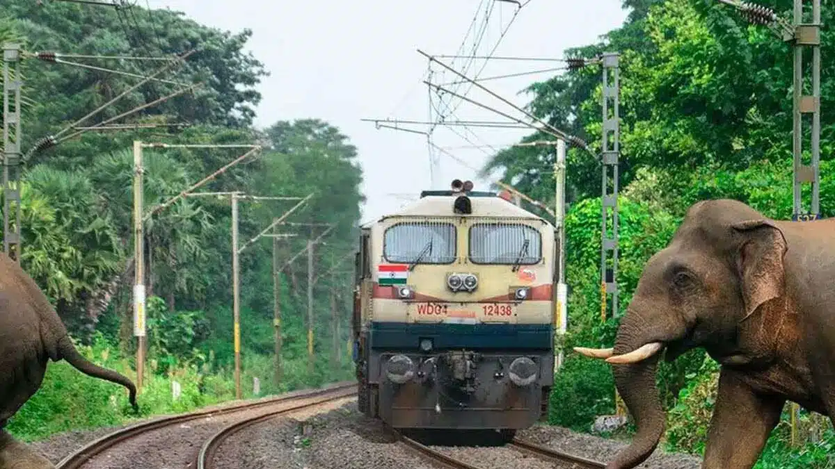 7 elephants were killed by a train in Assam