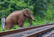 7 elephants were killed by a train in Assam