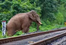 7 elephants were killed by a train in Assam