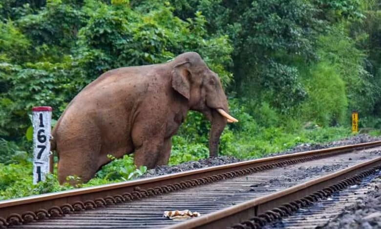 7 elephants were killed by a train in Assam
