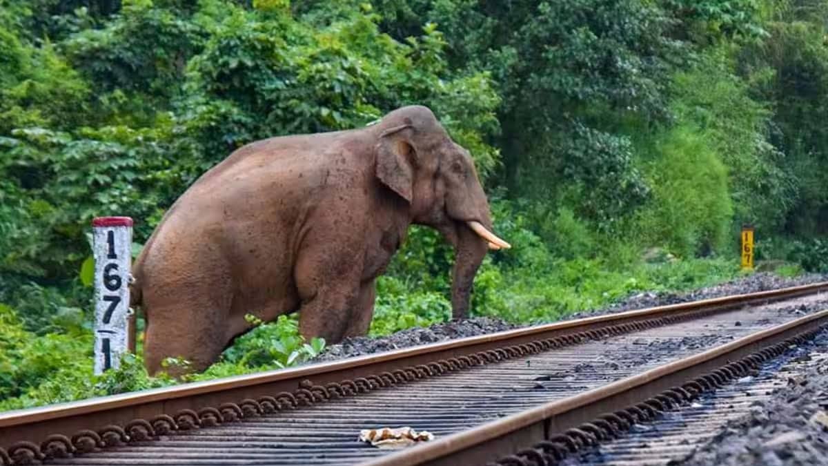 7 elephants were killed by a train in Assam