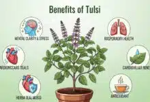 Tulsi health benefits, uses and religious significance