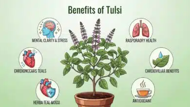 Tulsi health benefits, uses and religious significance