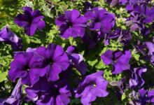 Petunia Flower are plants that naturally enhance homes and architecture with their colorful blossoms
