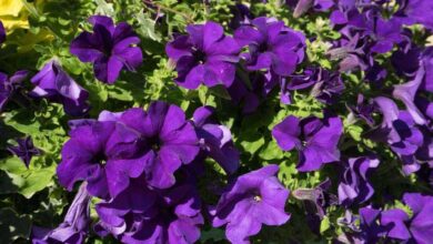 Petunia Flower are plants that naturally enhance homes and architecture with their colorful blossoms