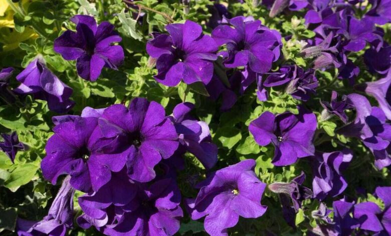 Petunia Flower are plants that naturally enhance homes and architecture with their colorful blossoms