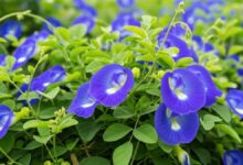 Aparajita Flower A plant rich in beauty significance and medicinal properties