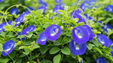 Aparajita Flower A plant rich in beauty significance and medicinal properties