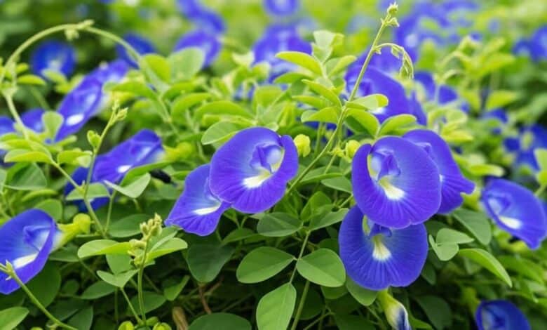 Aparajita Flower A plant rich in beauty significance and medicinal properties