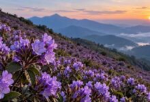 Neelkurinji Flowers A unique marvel of nature this beautiful flower appears after 12 years