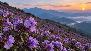 Neelkurinji Flowers A unique marvel of nature this beautiful flower appears after 12 years